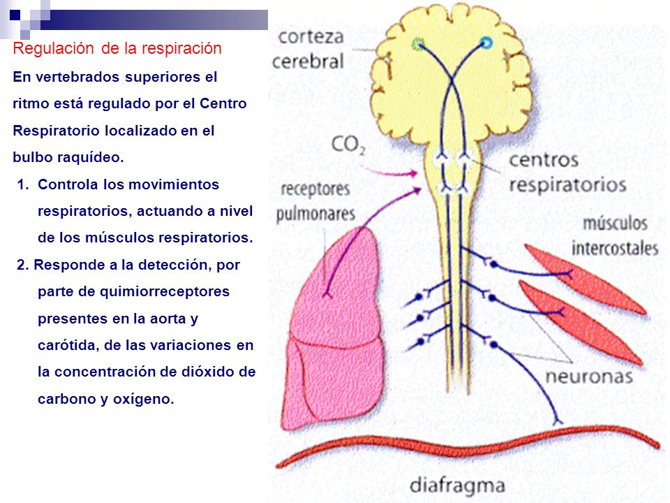 Regulación de la respiración