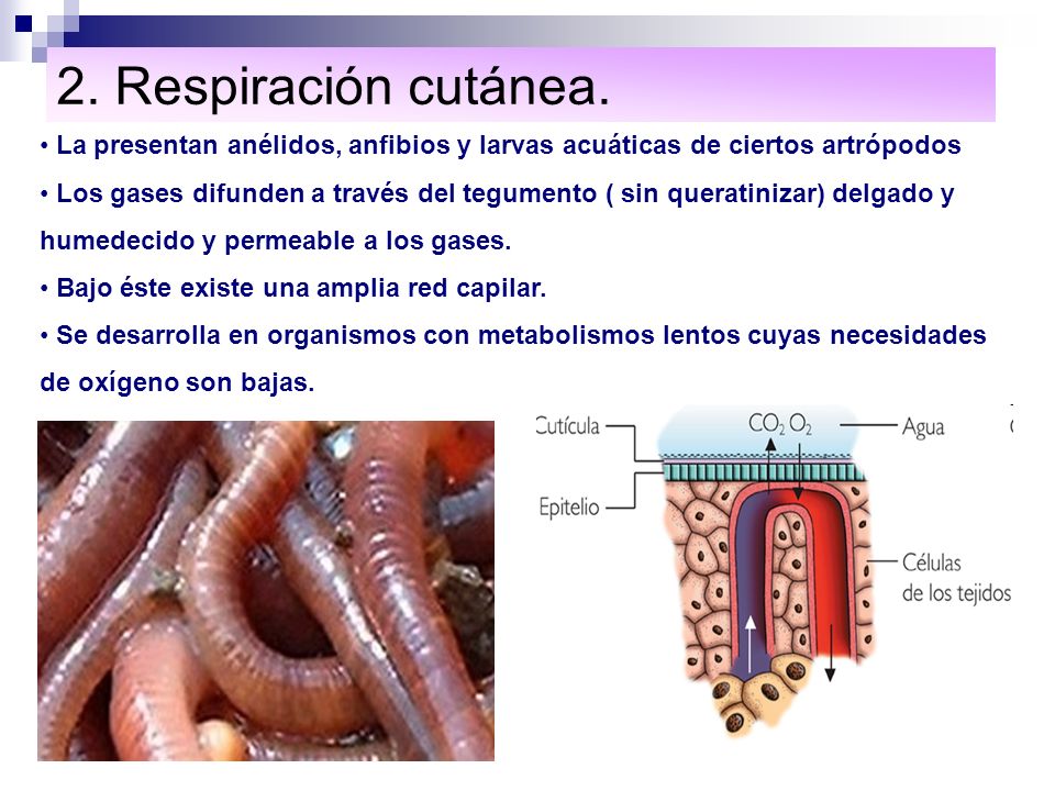 2. Respiración cutánea. La presentan anélidos, anfibios y larvas acuáticas de ciertos artrópodos.