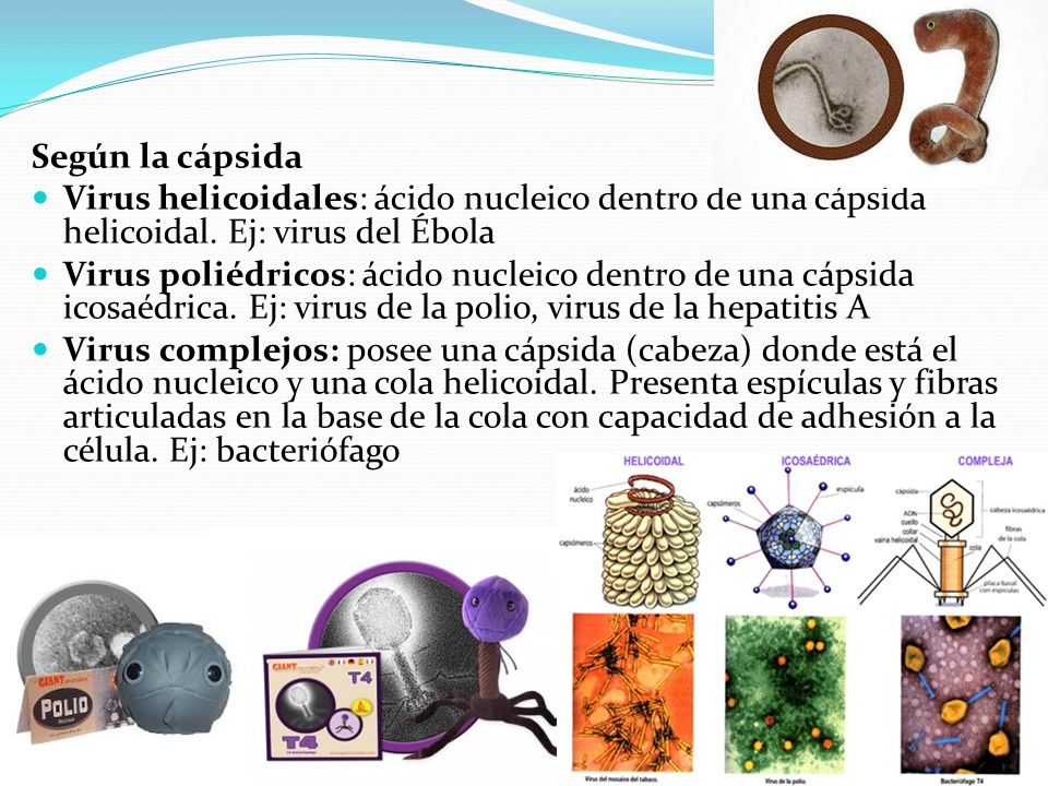 Según la cápsida Virus helicoidales: ácido nucleico dentro de una cápsida helicoidal. Ej: virus del Ébola.