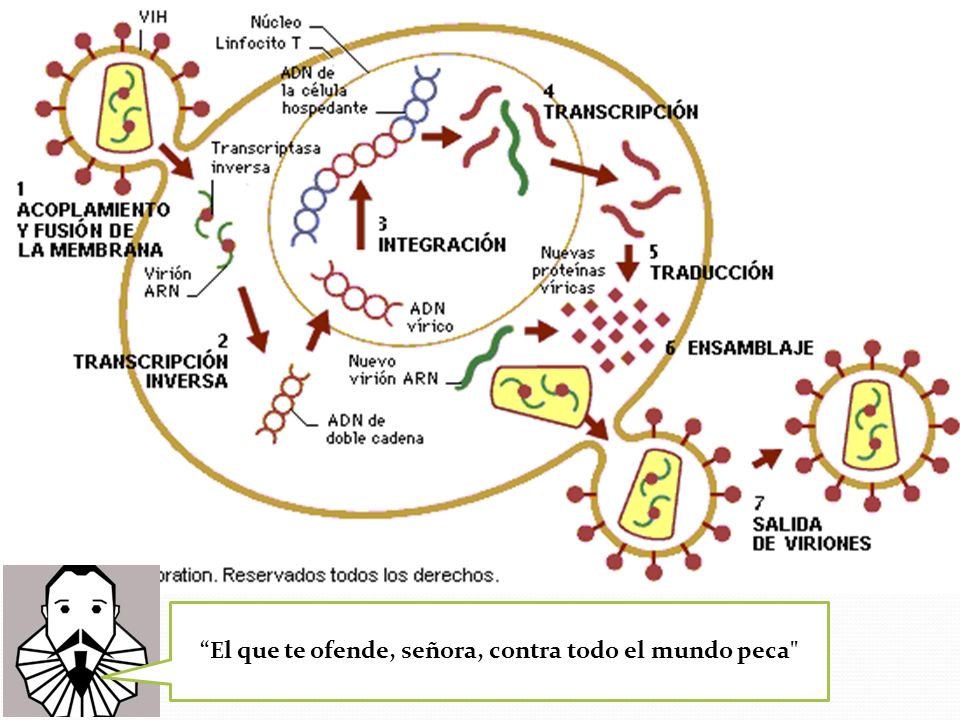 El que te ofende, señora, contra todo el mundo peca