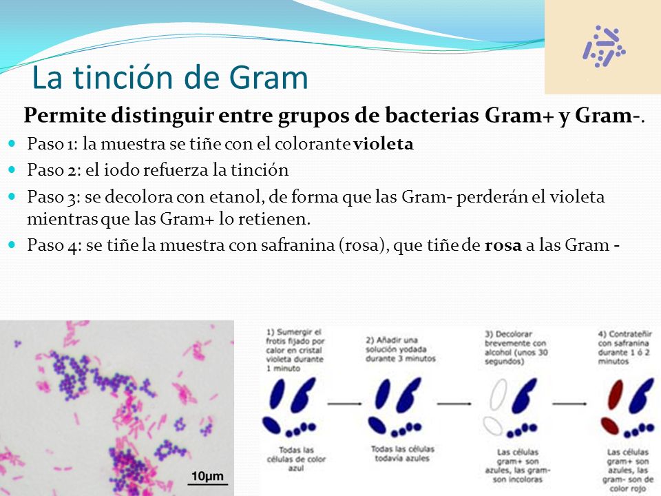 La tinción de Gram Permite distinguir entre grupos de bacterias Gram+ y Gram-. Paso 1: la muestra se tiñe con el colorante violeta.