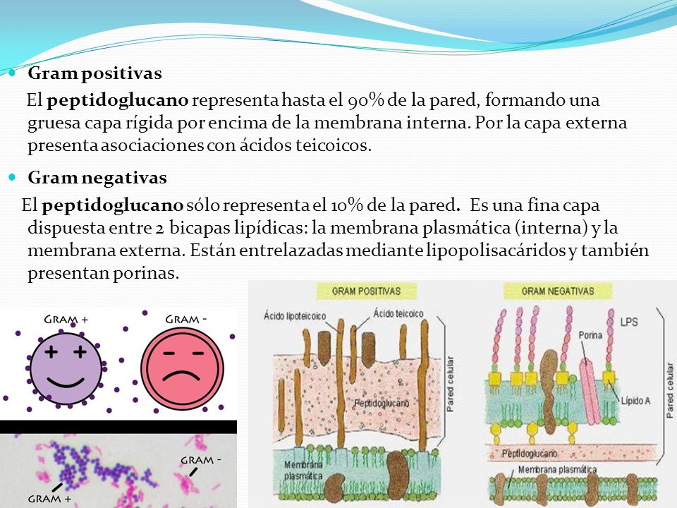 Gram positivas