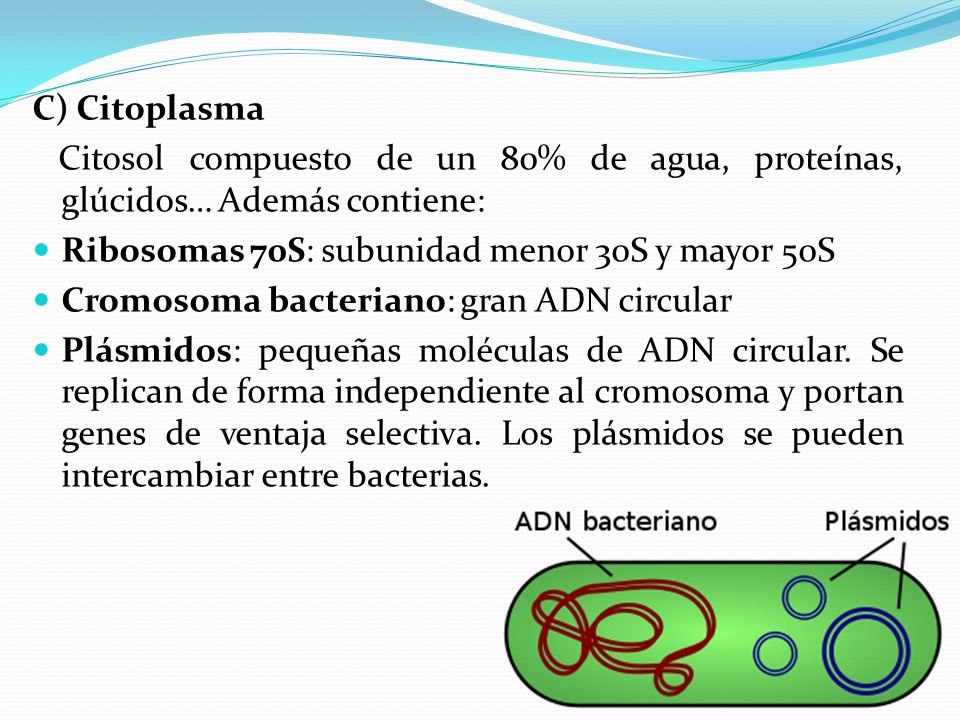 C) Citoplasma Citosol compuesto de un 80% de agua, proteínas, glúcidos… Además contiene: Ribosomas 70S: subunidad menor 30S y mayor 50S.
