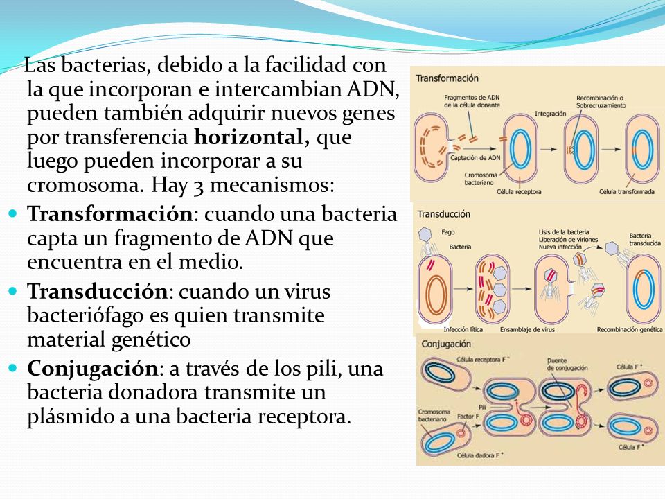 Las bacterias, debido a la facilidad con la que incorporan e intercambian ADN, pueden también adquirir nuevos genes por transferencia horizontal, que luego pueden incorporar a su cromosoma. Hay 3 mecanismos: