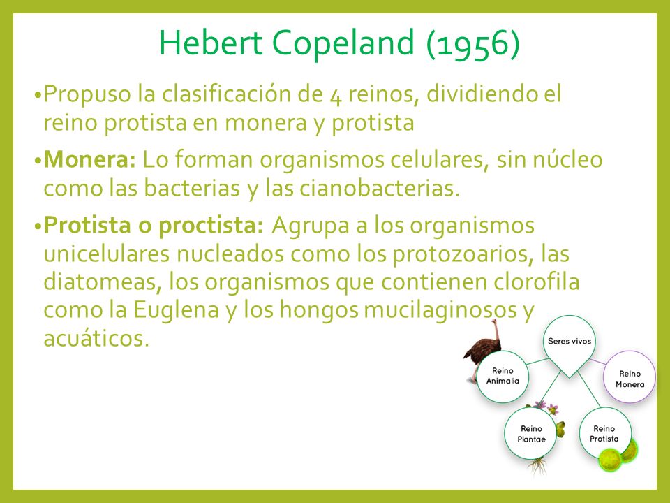 Hebert Copeland (1956) Propuso la clasificación de 4 reinos, dividiendo el reino protista en monera y protista.