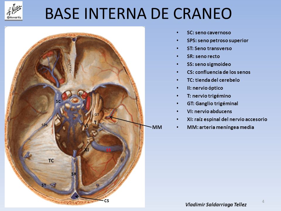 BASE INTERNA DE CRANEO SC: seno cavernoso SPS: seno petroso superior