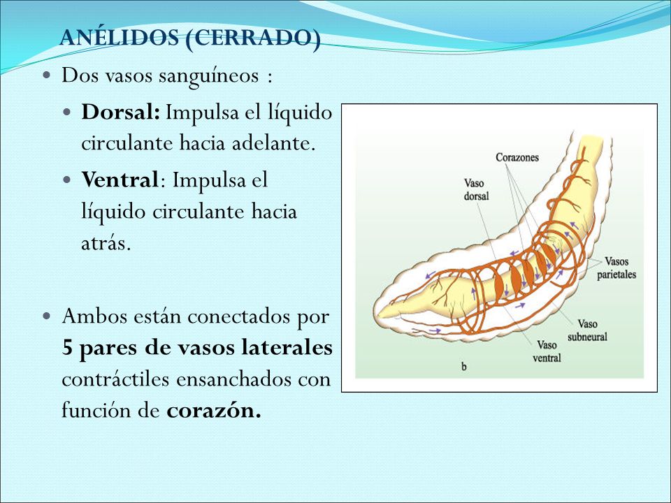 ANÉLIDOS (CERRADO) Dos vasos sanguíneos : Dorsal: Impulsa el líquido circulante hacia adelante.