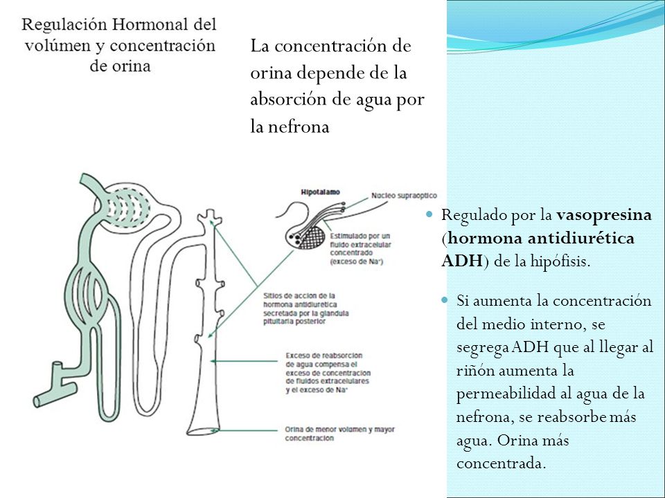La concentración de orina depende de la absorción de agua por la nefrona