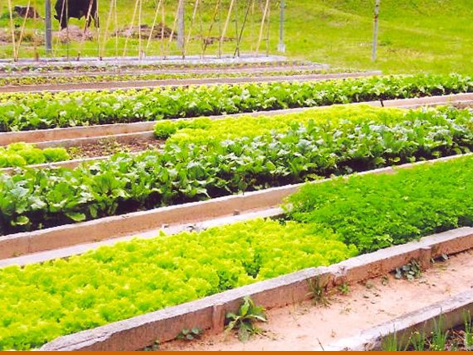 La solución con cafeína puede ser hecha con 2 cucharadas soperas de borra de café por cada medio vaso de agua lo que facilitaría el uso por parte de la población de renta baja y puede ser aplicada en platos.