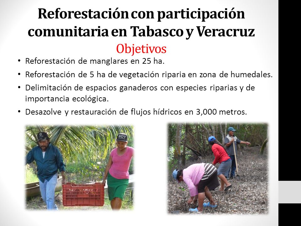 Reforestación con participación comunitaria en Tabasco y Veracruz Objetivos