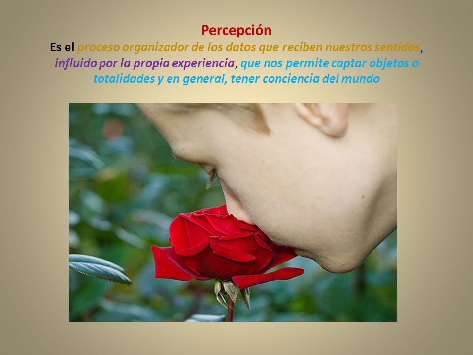 Percepción Es el proceso organizador de los datos que reciben nuestros sentidos, influido por la propia experiencia, que nos permite captar objetos o totalidades y en general, tener conciencia del mundo
