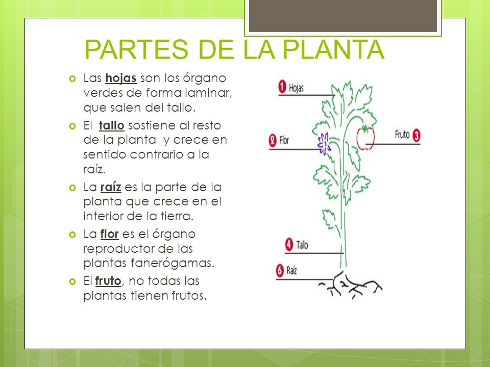 PARTES DE LA PLANTA Las hojas son los órgano verdes de forma laminar, que salen del tallo.