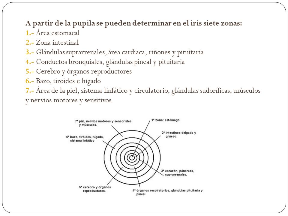 A partir de la pupila se pueden determinar en el iris siete zonas: 1
