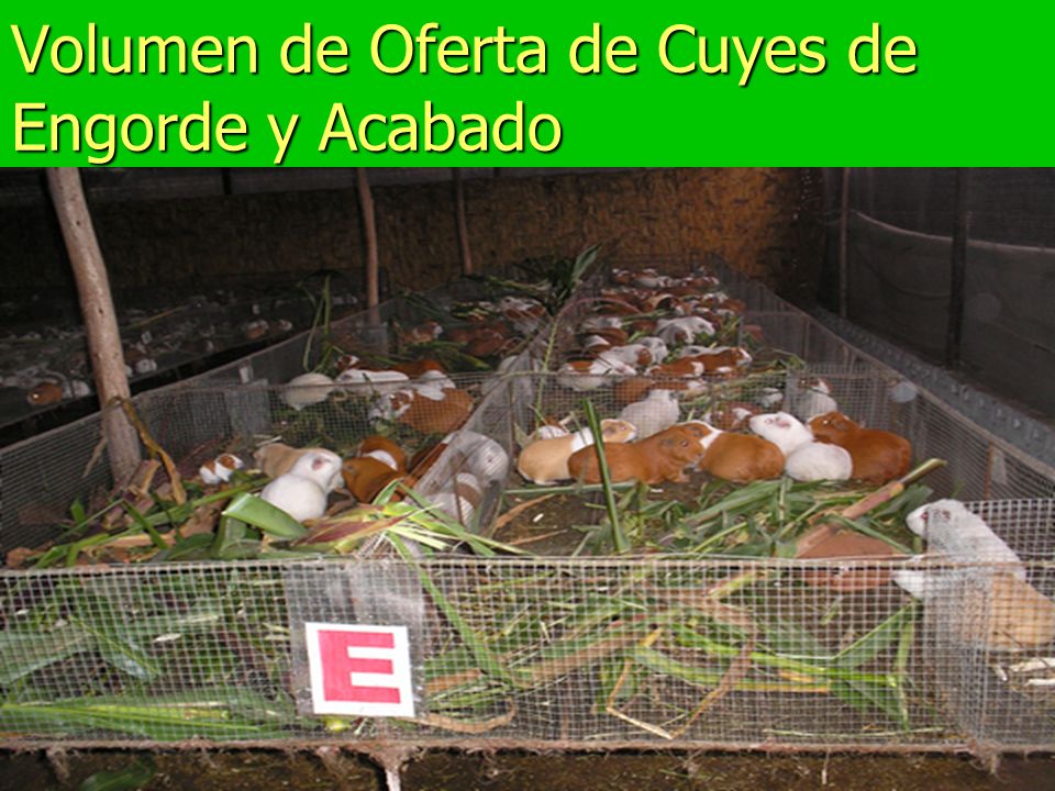 Volumen de Oferta de Cuyes de Engorde y Acabado