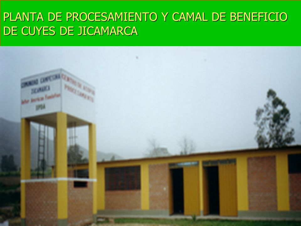 PLANTA DE PROCESAMIENTO Y CAMAL DE BENEFICIO DE CUYES DE JICAMARCA