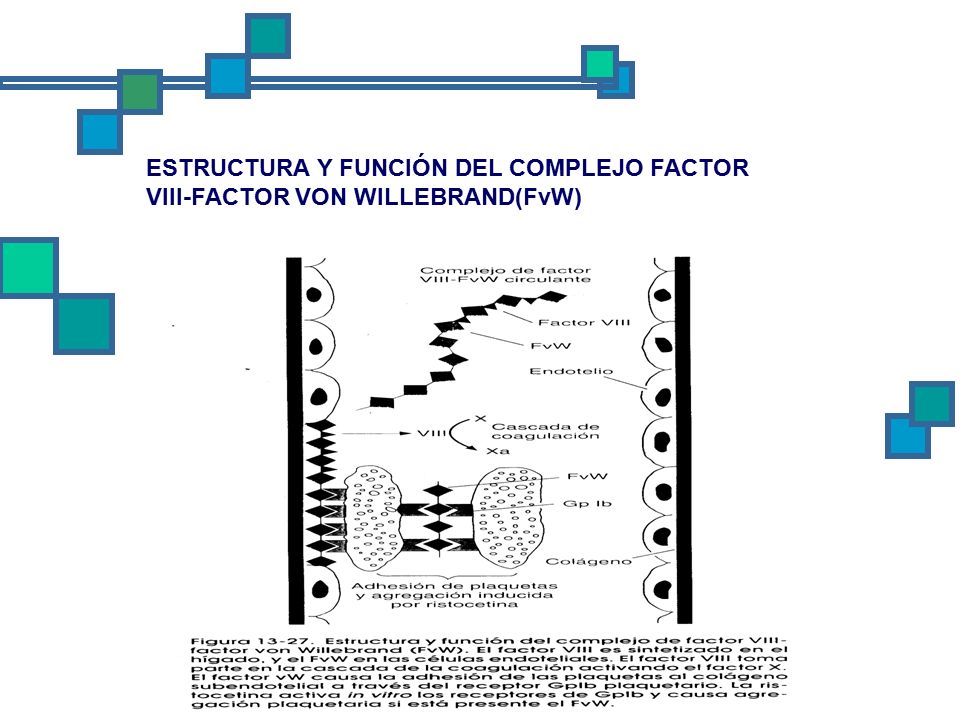 ESTRUCTURA Y FUNCIÓN DEL COMPLEJO FACTOR VIII-FACTOR VON WILLEBRAND(FvW)