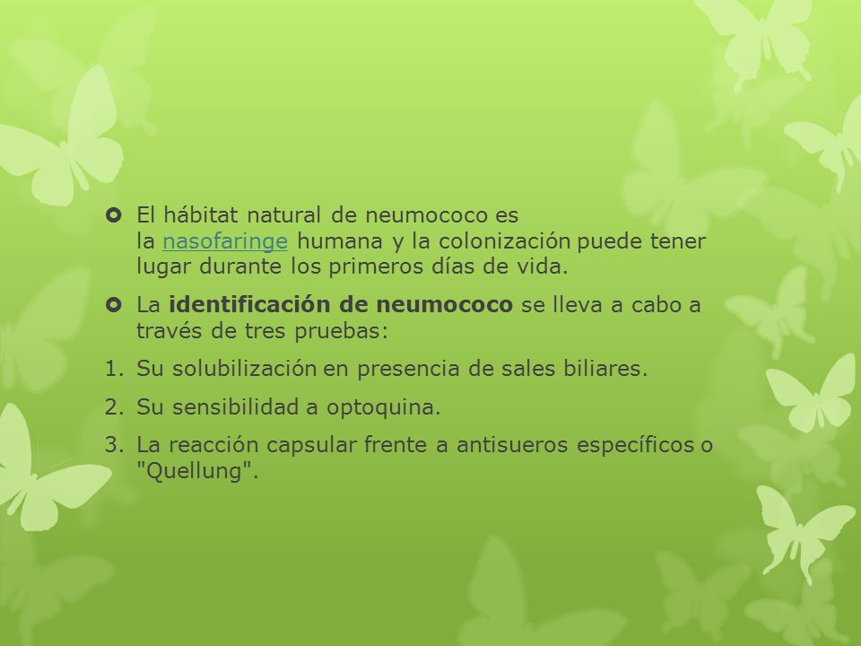 El hábitat natural de neumococo es la nasofaringe humana y la colonización puede tener lugar durante los primeros días de vida.