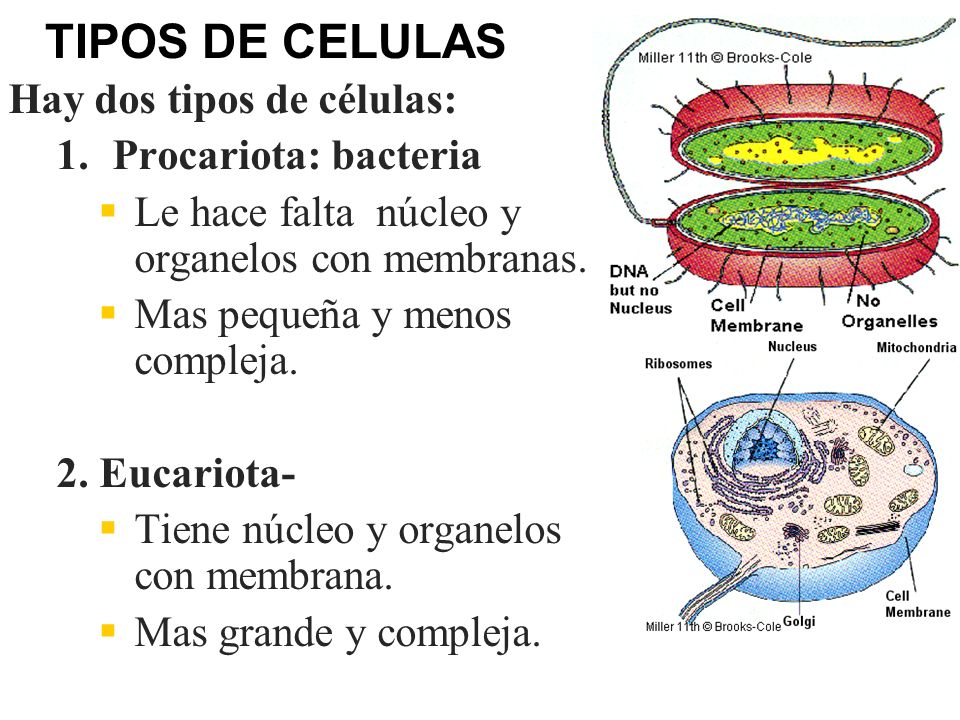 TIPOS DE CELULAS Hay dos tipos de células: Procariota: bacteria