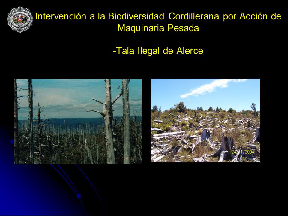 Intervención a la Biodiversidad Cordillerana por Acción de Maquinaria Pesada -Tala Ilegal de Alerce