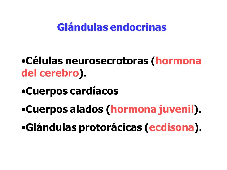 Glándulas endocrinas Células neurosecrotoras (hormona del cerebro). Cuerpos cardíacos. Cuerpos alados (hormona juvenil).