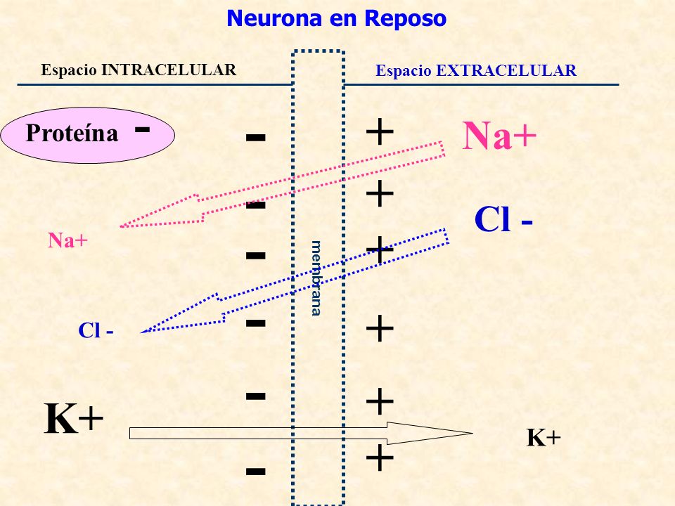 K+ Na+ Cl - Proteína - K+ Neurona en Reposo