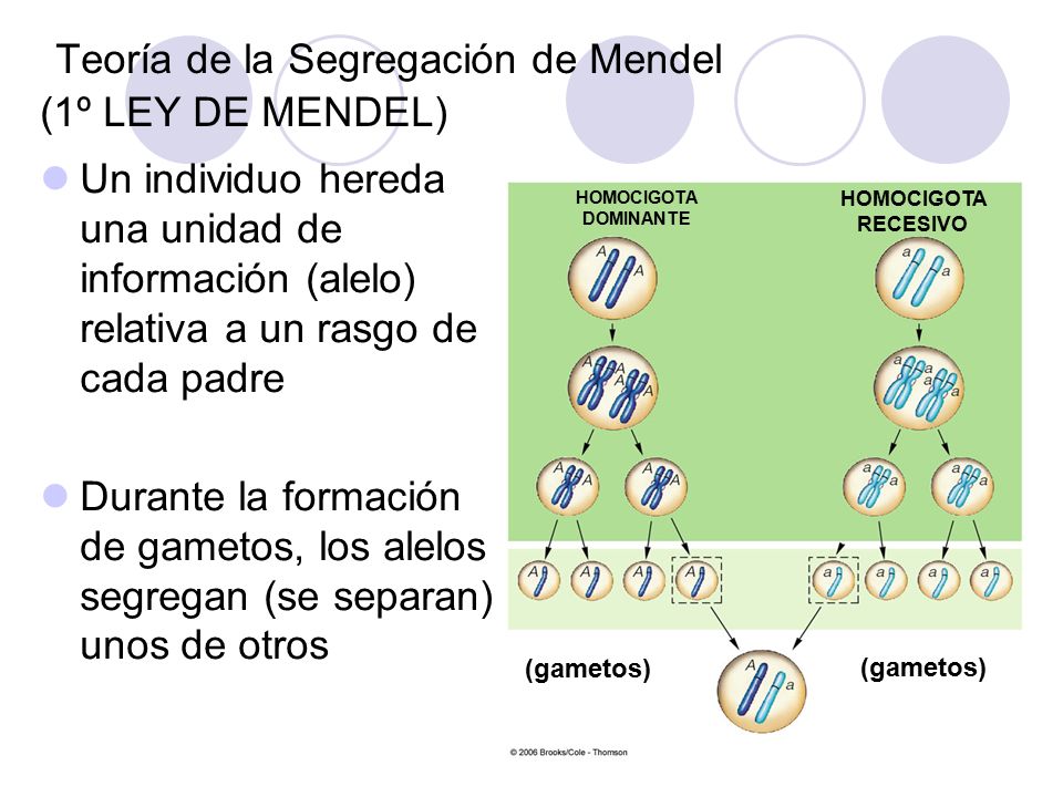 Teoría de la Segregación de Mendel (1º LEY DE MENDEL)