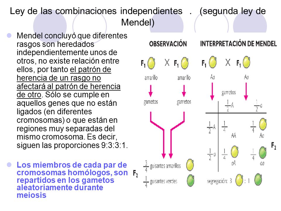 Ley de las combinaciones independientes . (segunda ley de Mendel)