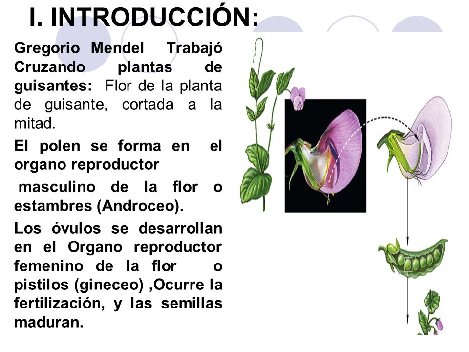 I. INTRODUCCIÓN: Gregorio Mendel Trabajó Cruzando plantas de guisantes: Flor de la planta de guisante, cortada a la mitad.
