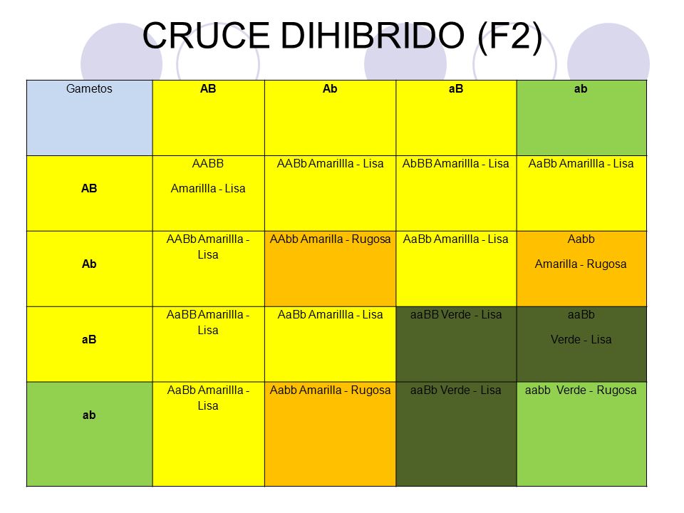 CRUCE DIHIBRIDO (F2) Gametos AB Ab aB ab AABB Amarillla - Lisa