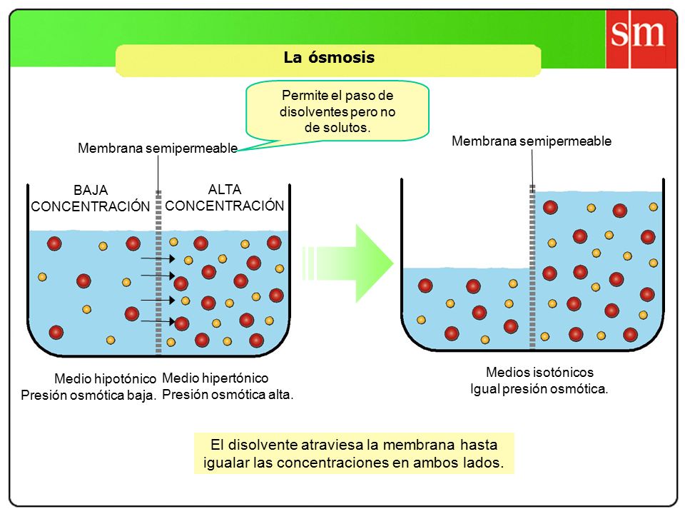 La ósmosis Permite el paso de disolventes pero no de solutos. Membrana semipermeable. Membrana semipermeable.