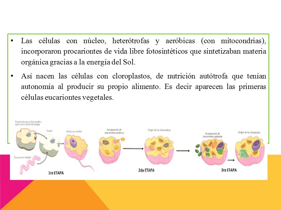 Las células con núcleo, heterótrofas y aeróbicas (con mitocondrias), incorporaron procariontes de vida libre fotosintéticos que sintetizaban materia orgánica gracias a la energía del Sol.