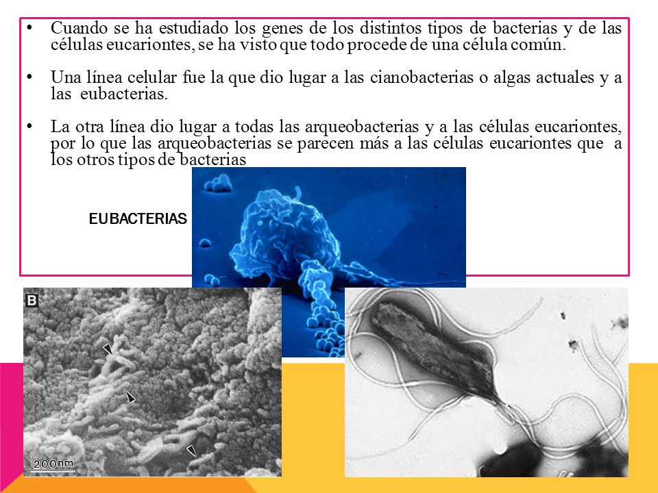 Cuando se ha estudiado los genes de los distintos tipos de bacterias y de las células eucariontes, se ha visto que todo procede de una célula común.