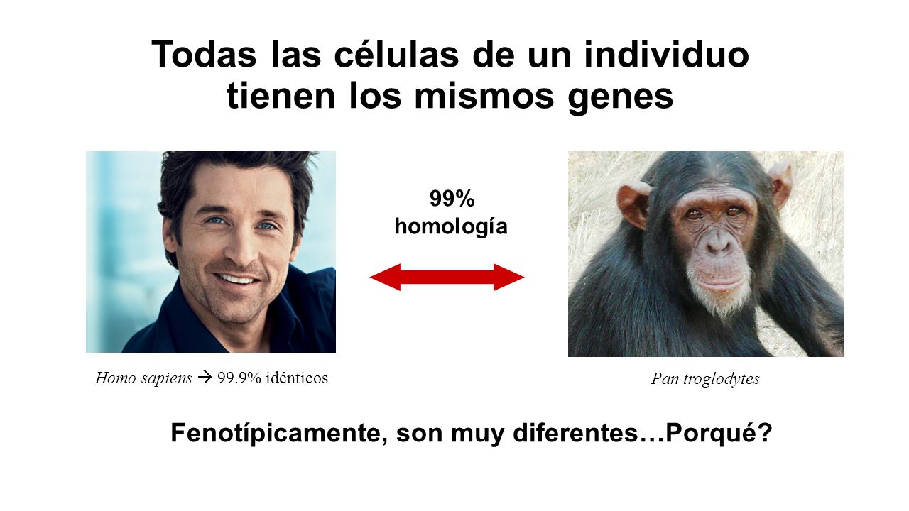 Todas las células de un individuo tienen los mismos genes