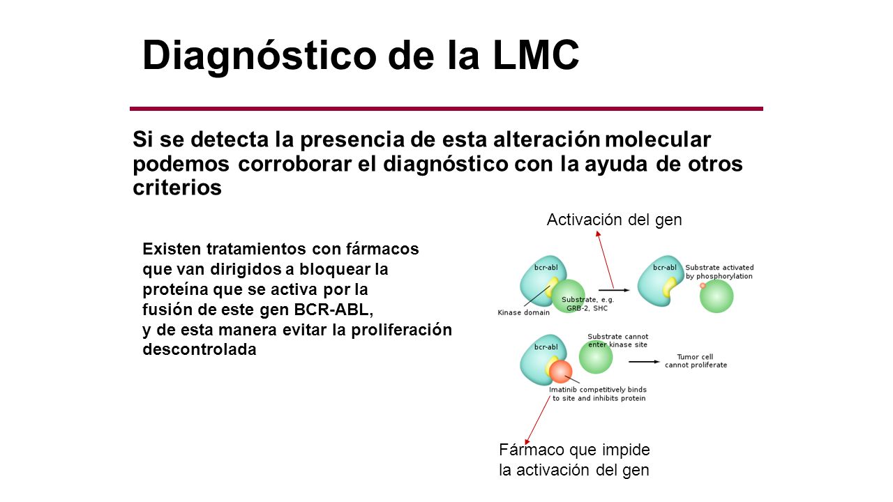 Diagnóstico de la LMC Si se detecta la presencia de esta alteración molecular podemos corroborar el diagnóstico con la ayuda de otros criterios.