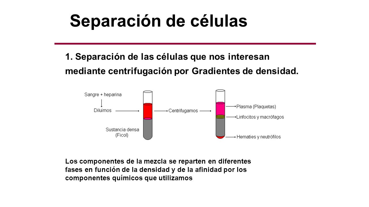 Separación de células 1. Separación de las células que nos interesan mediante centrifugación por Gradientes de densidad.