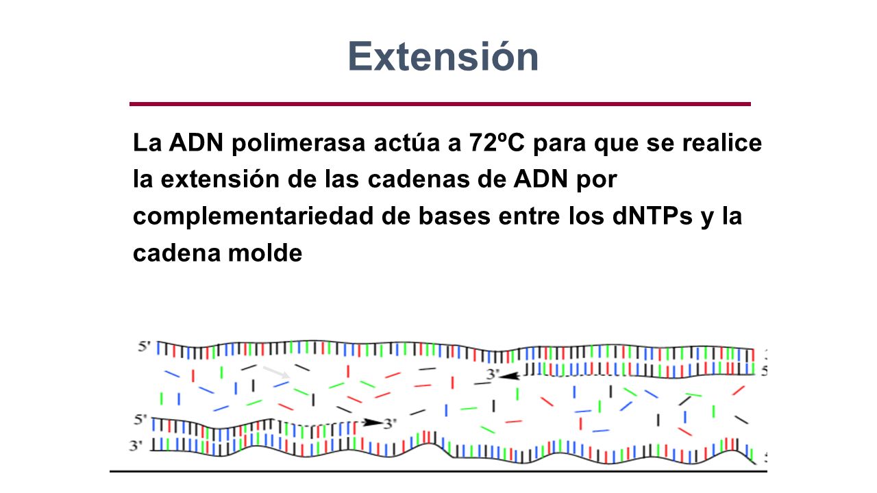 Extensión La ADN polimerasa actúa a 72ºC para que se realice