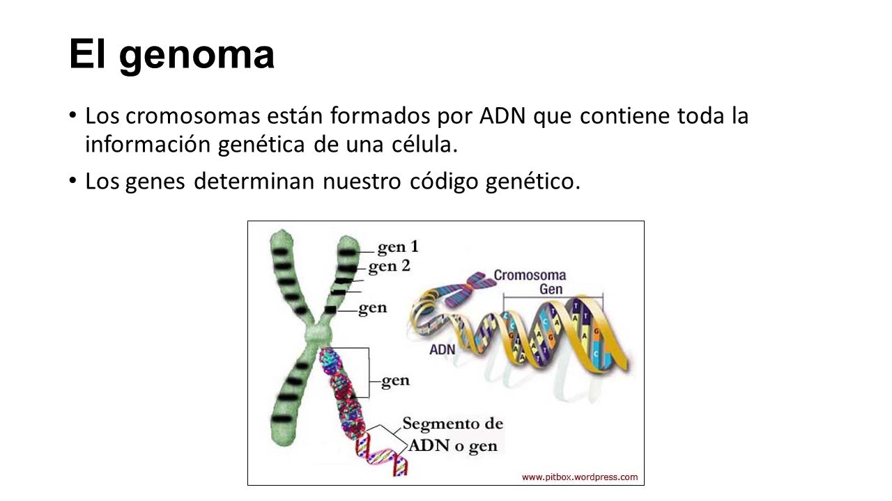 El genoma Los cromosomas están formados por ADN que contiene toda la información genética de una célula.