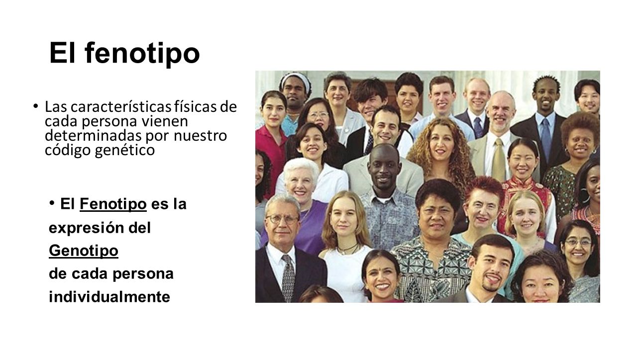 El fenotipo El Fenotipo es la