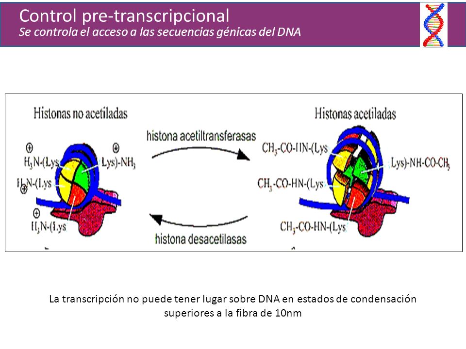 Control pre-transcripcional Se controla el acceso a las secuencias génicas del DNA