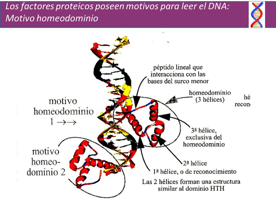 Los factores proteicos poseen motivos para leer el DNA: