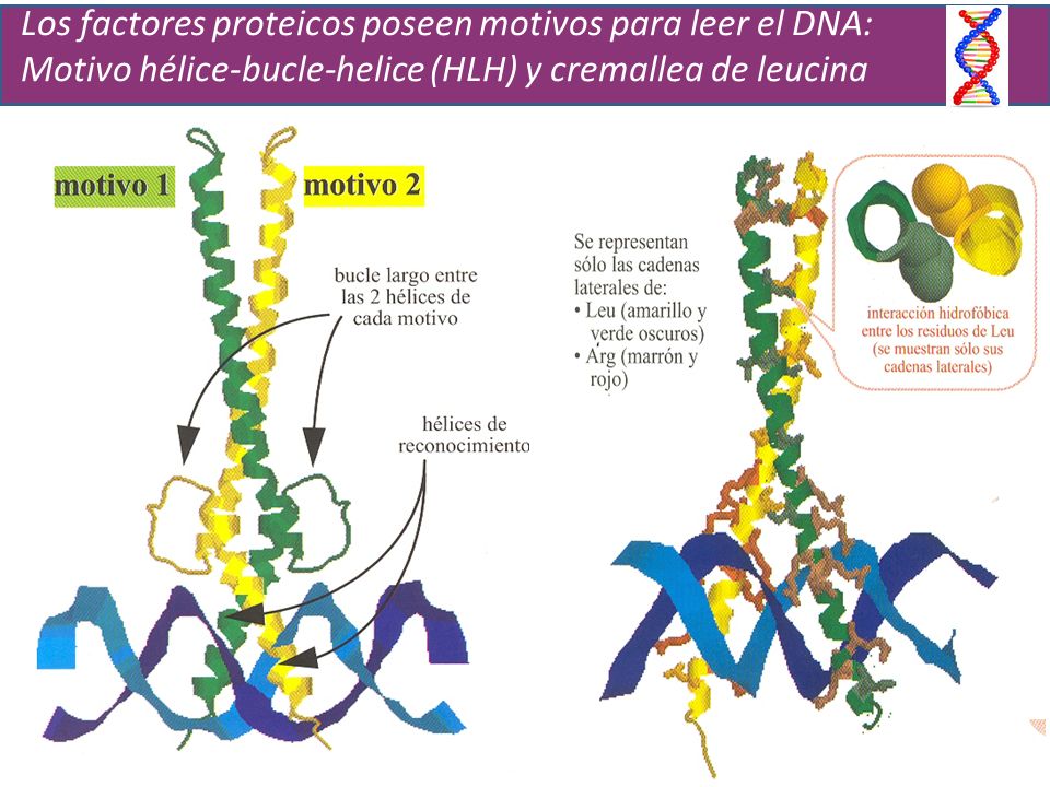 Los factores proteicos poseen motivos para leer el DNA: