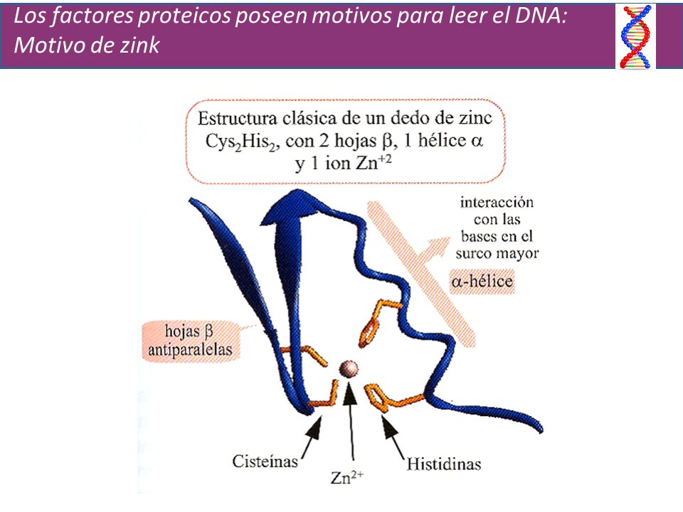 Los factores proteicos poseen motivos para leer el DNA: