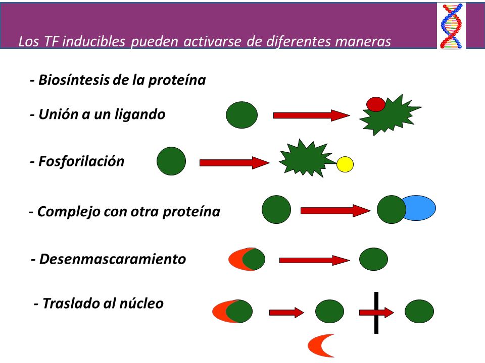 Los TF inducibles pueden activarse de diferentes maneras