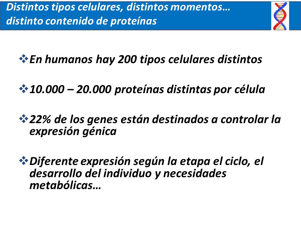 En humanos hay 200 tipos celulares distintos