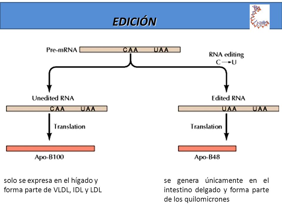 EDICIÓN solo se expresa en el hígado y forma parte de VLDL, IDL y LDL
