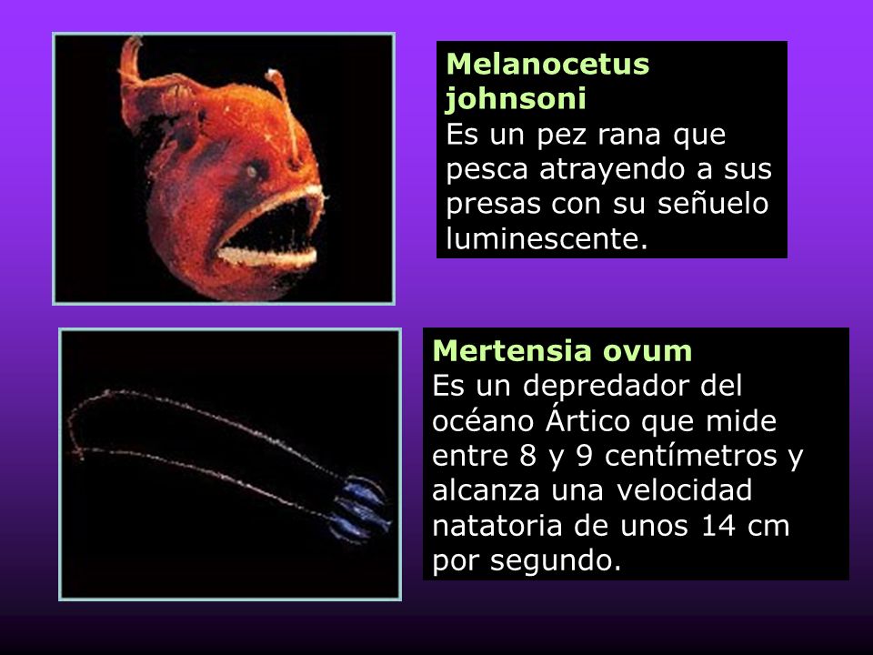 Melanocetus johnsoni Es un pez rana que pesca atrayendo a sus presas con su señuelo luminescente.