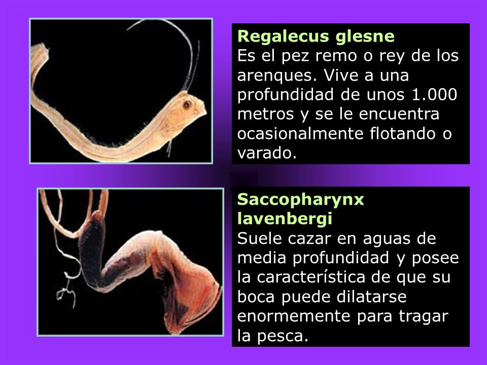 Regalecus glesne Es el pez remo o rey de los arenques