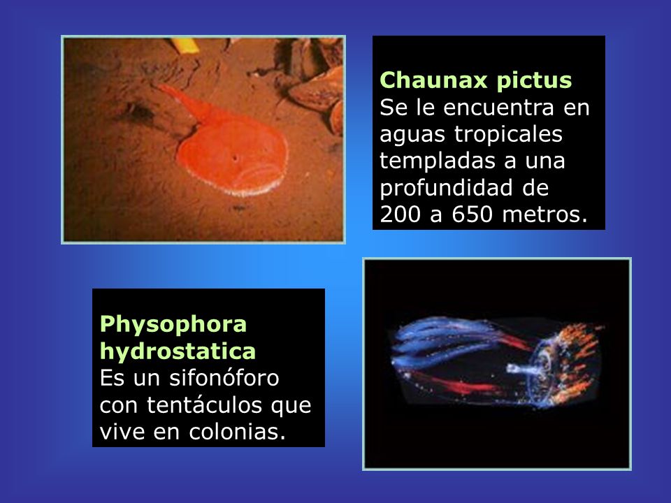 Chaunax pictus Se le encuentra en aguas tropicales templadas a una profundidad de 200 a 650 metros.