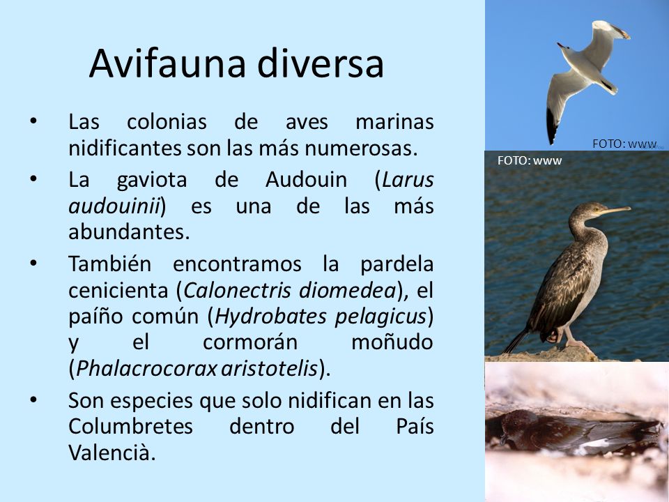 Avifauna diversa Las colonias de aves marinas nidificantes son las más numerosas.
