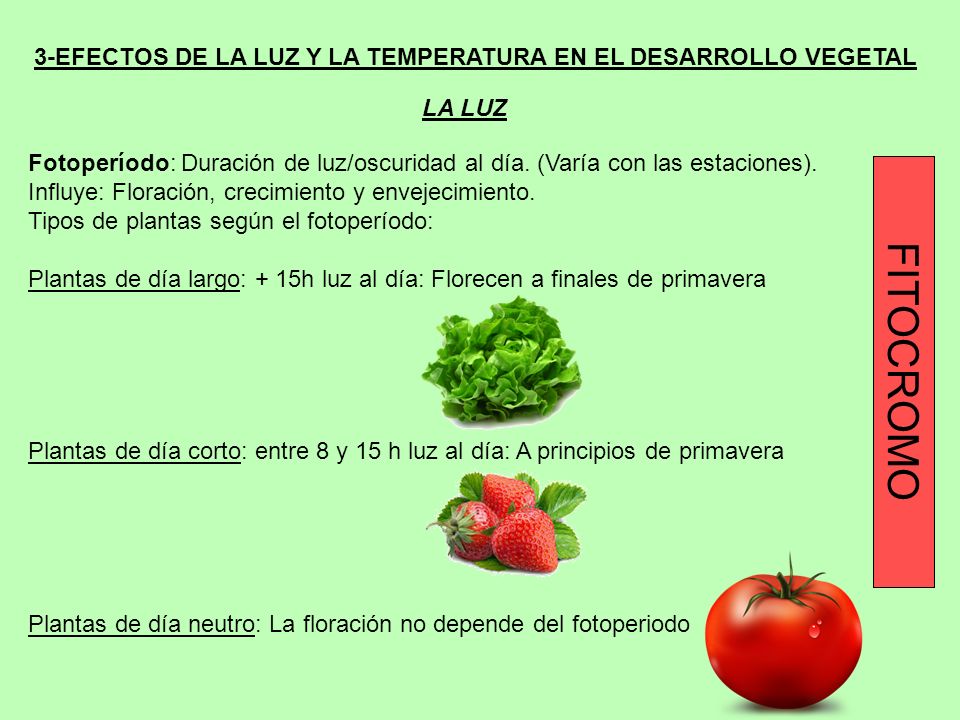 3-EFECTOS DE LA LUZ Y LA TEMPERATURA EN EL DESARROLLO VEGETAL